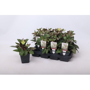 Helleborus lividus Pink 9 cm