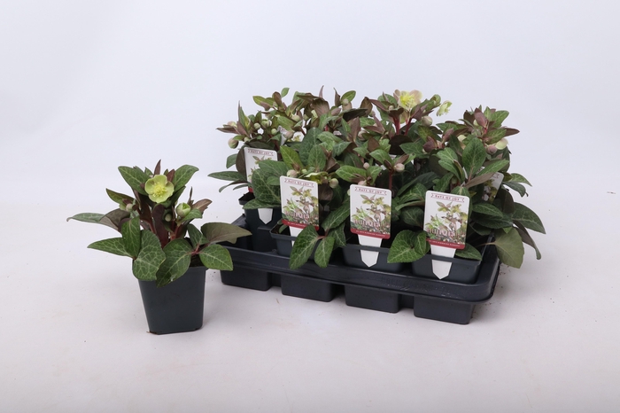 <h4>Helleborus lividus Pink 9 cm</h4>