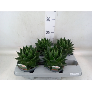 Aloe aristata 'Cosmo'
