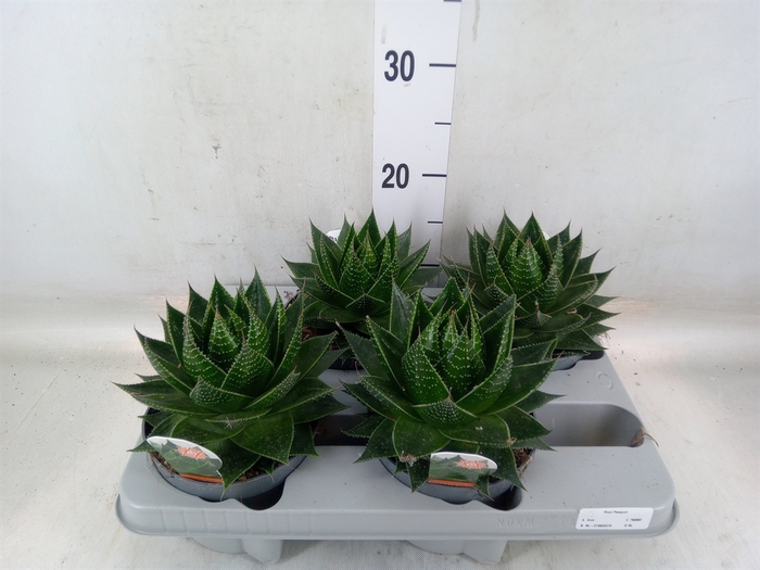 <h4>Aloe aristata 'Cosmo'</h4>