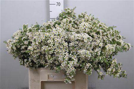 <h4>Chame Un Arbel</h4>