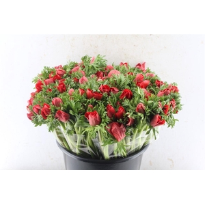 Anemone Galil Red