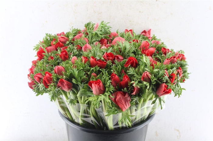 <h4>Anemone Galil Red</h4>