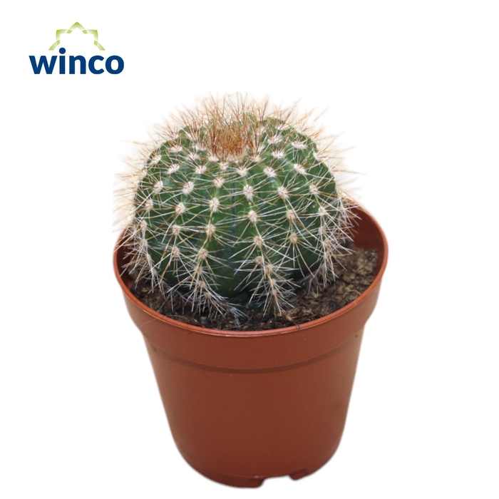 <h4>Notocactus Schumanianum</h4>