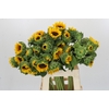 Helianthus Orange Fire