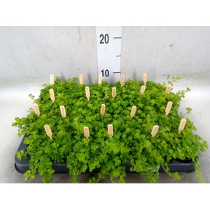 Pilea depressa