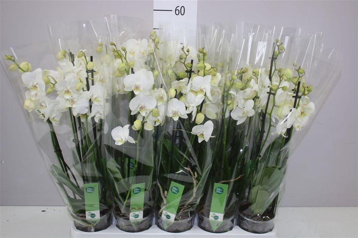 <h4>Phal Wit 4 Tak</h4>