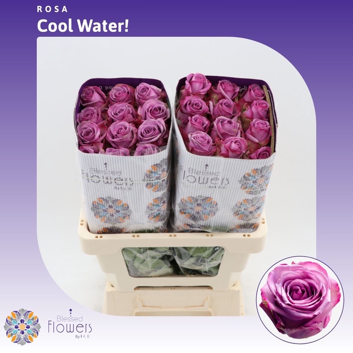 <h4>Rosa gr Cool Water!</h4>