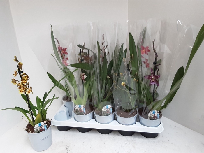 <h4>CAMBRIA GRP GEM</h4>