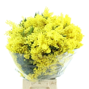 ACACIA BAILEYA BL BS