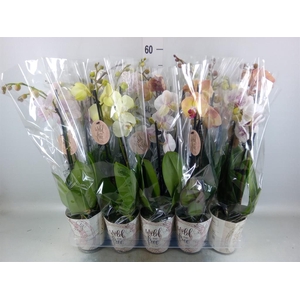 Phalaenopsis   ...mix