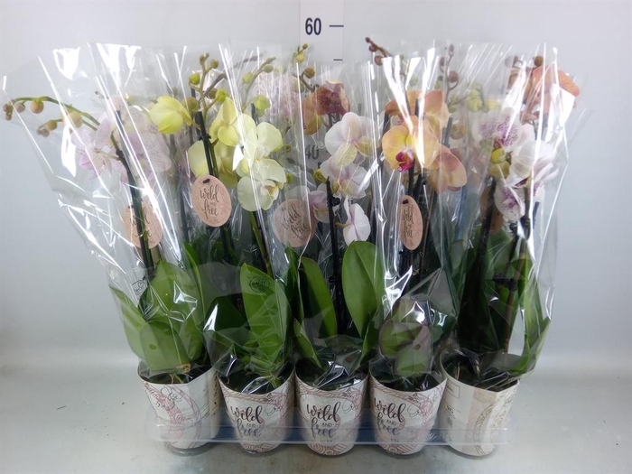 <h4>Phalaenopsis ...mix</h4>