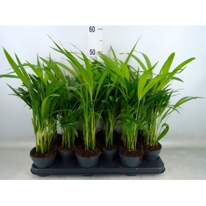 Dypsis lutescens   ...Chrysalidoca