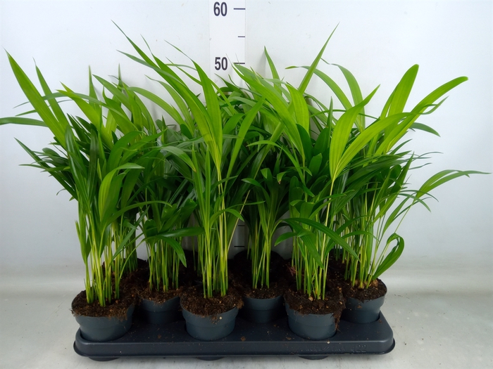 <h4>Dypsis lutescens   ...Chrysalidoca</h4>