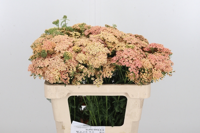 <h4>Achillea Lachsschonheit</h4>