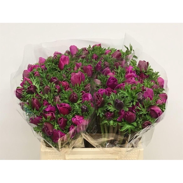 <h4>Anem Co Mar Cerise</h4>