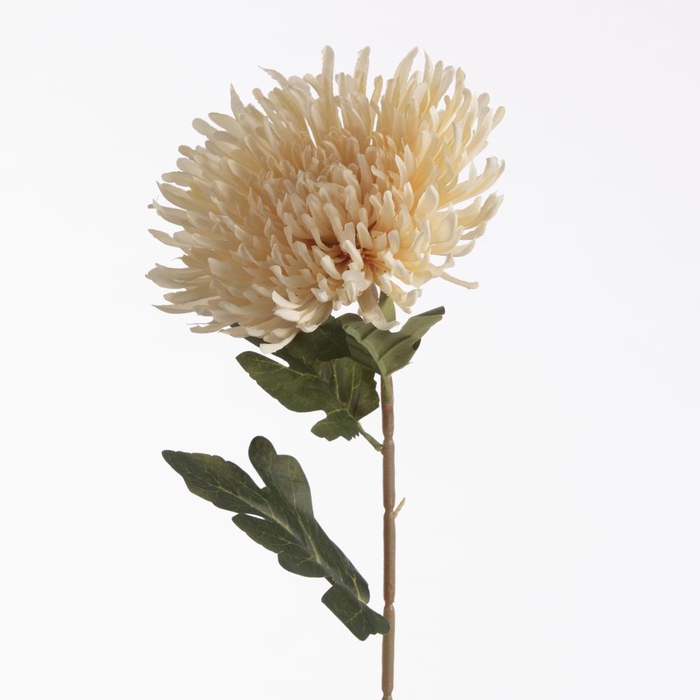 <h4>AF Chrys Spider L73cm Peach</h4>