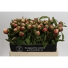Paeonia Athena