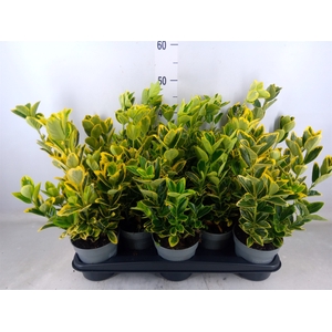 Euonymus japon. 'Aureus'