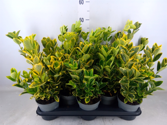 <h4>Euonymus japon. 'Aureus'</h4>