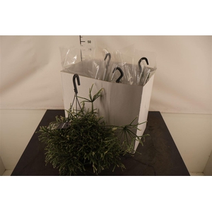 R Rhipsalis 17 Cm. Hangpot Pilocarpa