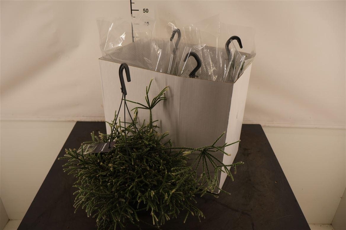 <h4>R Rhipsalis 17 Cm. Hangpot Pilocarpa</h4>
