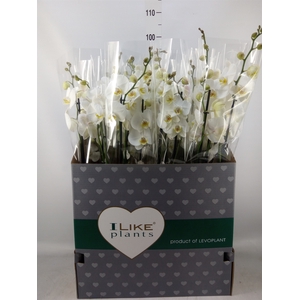 Phalaenopsis   ...white