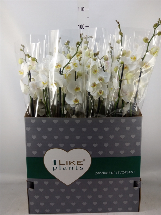 <h4>Phalaenopsis   ...white</h4>
