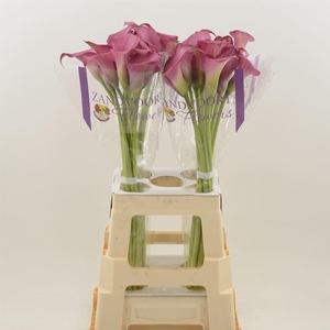Calla Zazu