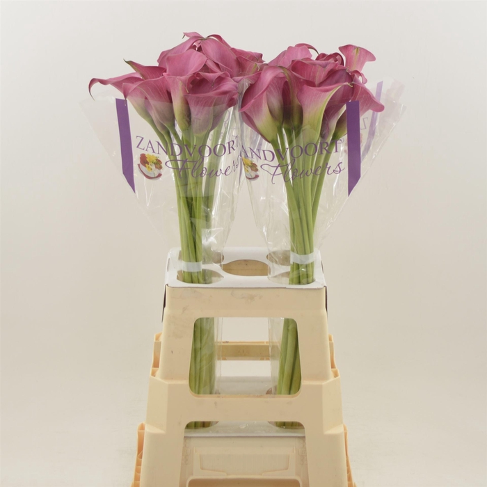<h4>Calla Zazu</h4>