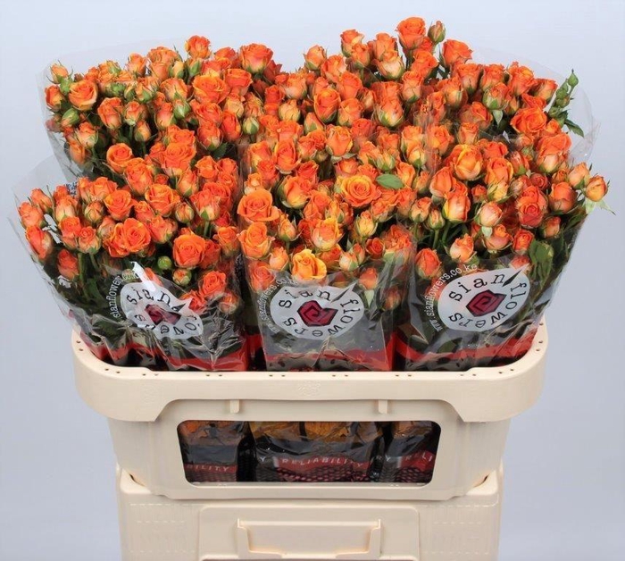 <h4>R TR SMASHING</h4>