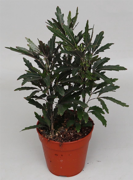 <h4>Schefflera elegantissima Castor</h4>