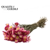 Acroclinium Natural Pink per bunch