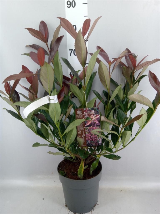 <h4>Viburnum ...</h4>