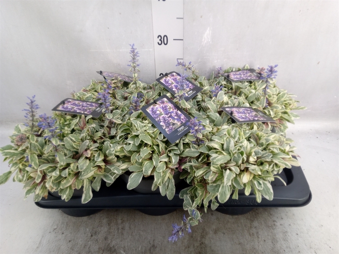 Ajuga   ...