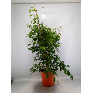 Ficus benja. 'Exotica'