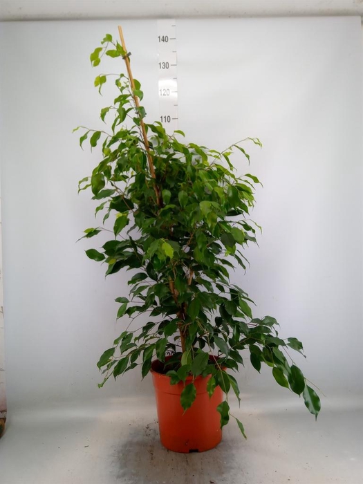 <h4>Ficus benja. 'Exotica'</h4>
