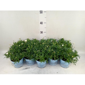 Argyranthemum  'La Rita Comp White'