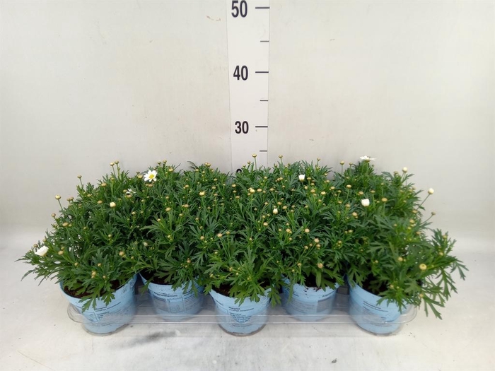 <h4>Argyranthemum  'La Rita Comp White'</h4>