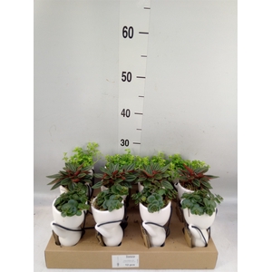 Arr.   Kamerplant Groen L%