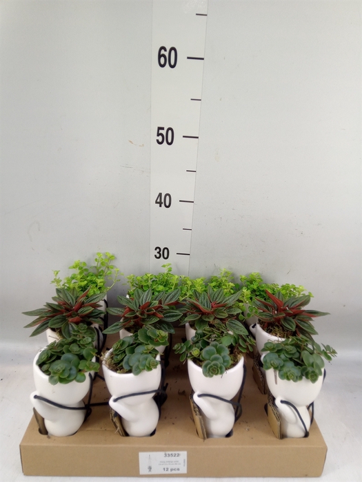 <h4>Arr.   Kamerplant Groen L%</h4>