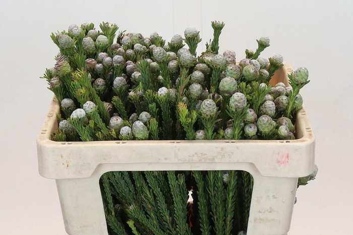 <h4>LEUCAD LINIFOLIUM</h4>