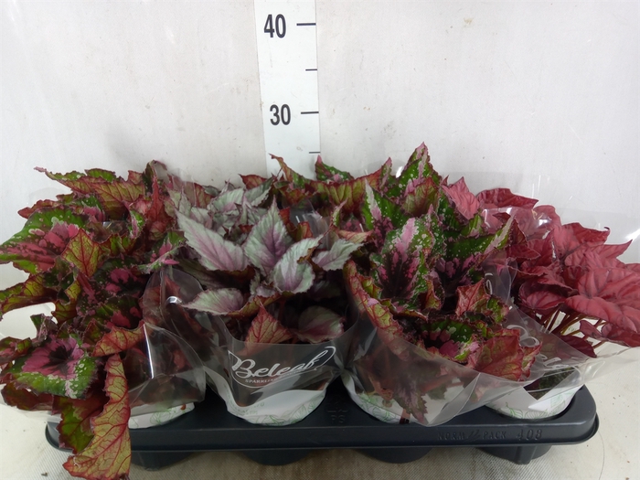 <h4>Begonia BD 'Beleaf'   ...mix</h4>