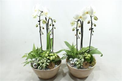 <h4>0217 Dido Cascade</h4>