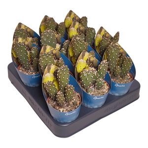 OPUNTIA