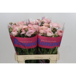 Ranunculus Romance Seine