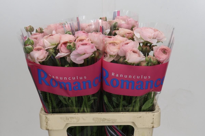 <h4>Ranunculus Romance Seine</h4>