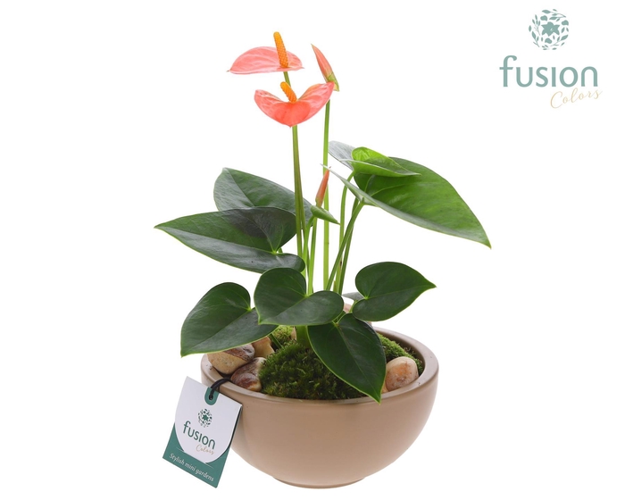 <h4>Schaal keramiek Moon Small beige met Anthurium</h4>