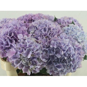 HYDR M ROYAL BENEFIT