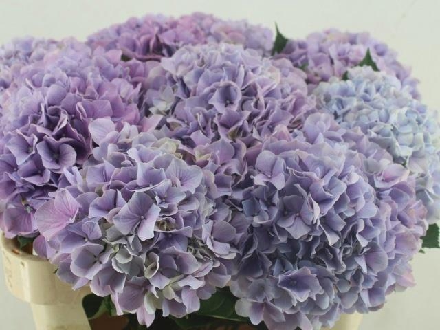 <h4>HYDR M ROYAL BENEFIT</h4>